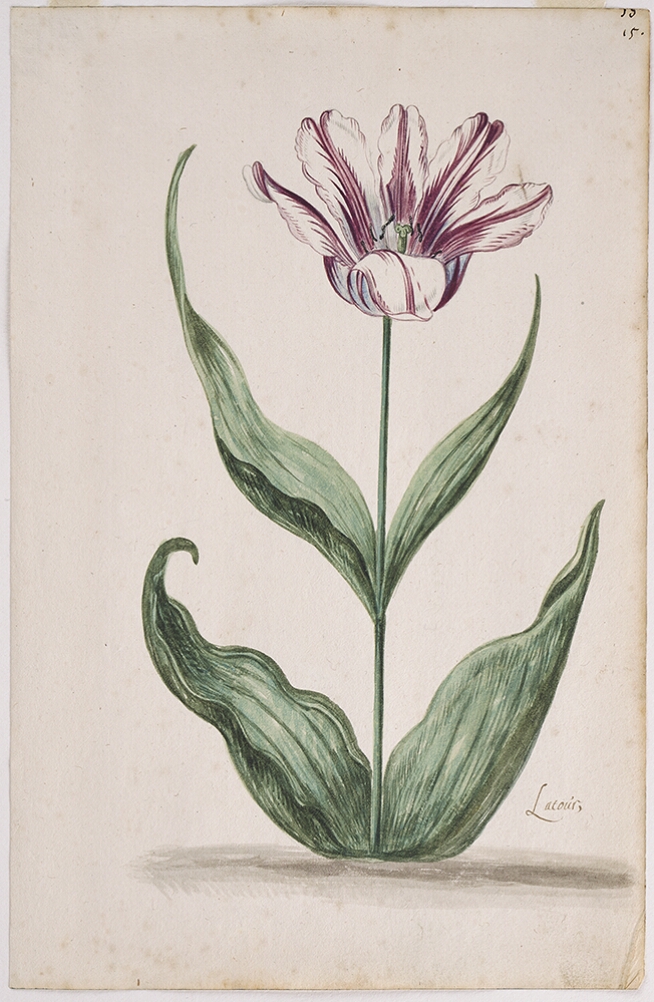 A detailed watercolor of a fully opened white tulip with purple striations and four stem leaves. In the lower right corner, an inscription of the tulip variety