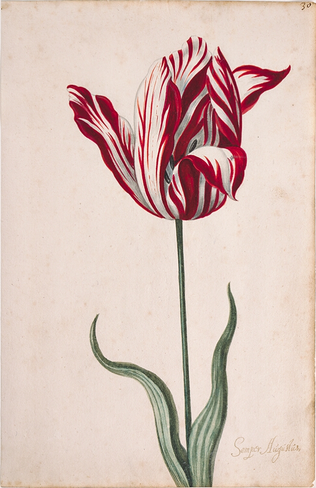 A detailed watercolor of a tulip with white and crimson (dark red) striations, with petals unfurling. In the lower right corner, an inscription of the tulip variety