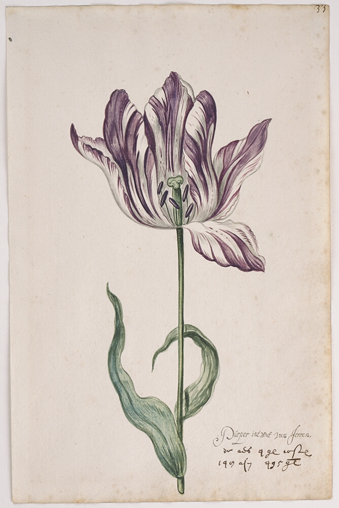 A detailed watercolor of an open white tulip with purple striations and a petal bent down. In the lower right corner, an inscription of the tulip variety