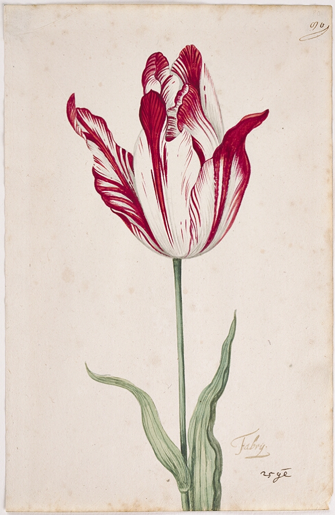 A detailed watercolor of a white tulip with crimson (dark red) striations, with petals beginning to unfurl. In the lower right corner, an inscription of the tulip variety