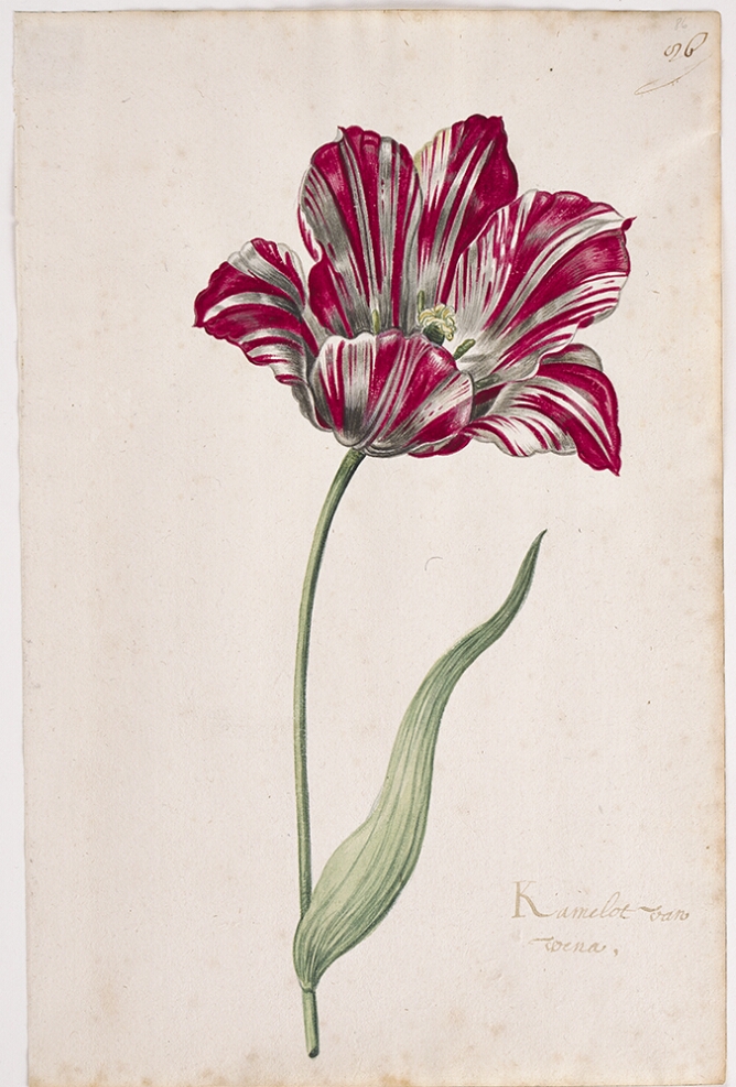 A detailed watercolor of an open tulip with white and magenta (dark pink) striations.  In the lower right corner, an inscription of the tulip variety