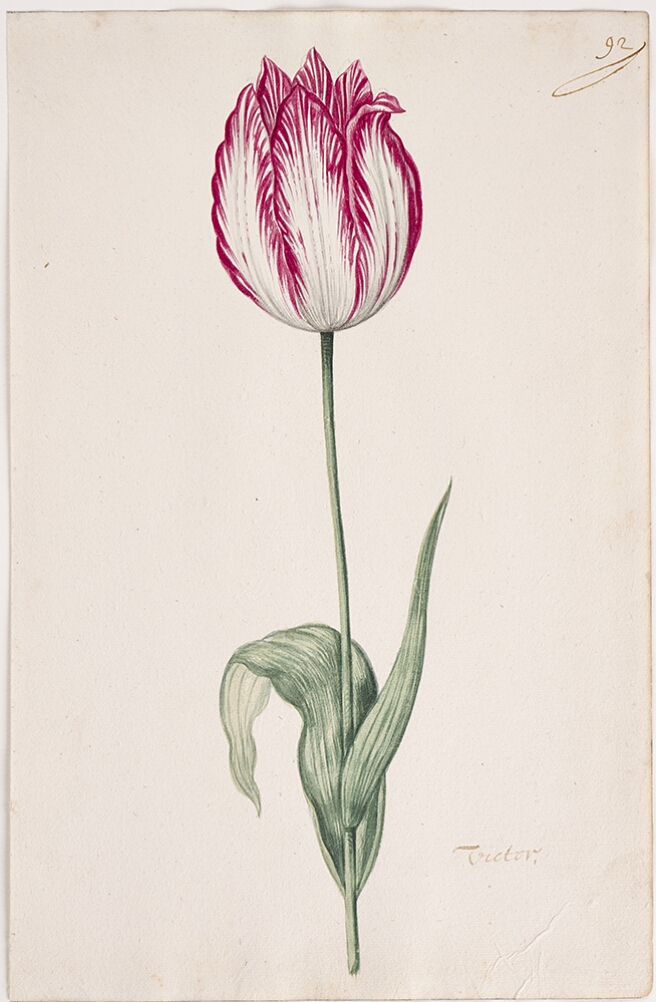 A detailed watercolor of a closed white tulip with crimson (dark red) striations. In the lower right corner, an inscription of the tulip variety