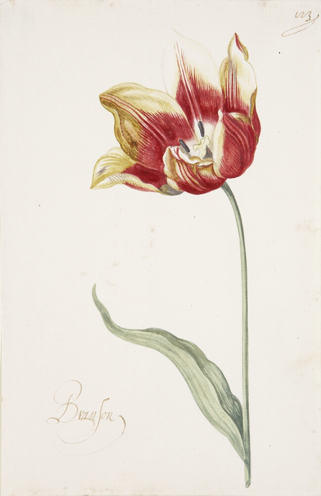A detailed watercolor of an open crimson (dark red) tulip with yellow edges. In the lower left corner, an inscription of the tulip variety