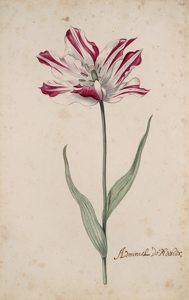 A detailed watercolor of a fully opened white tulip with crimson (dark red) striations. In the lower right corner, an inscription of the tulip variety