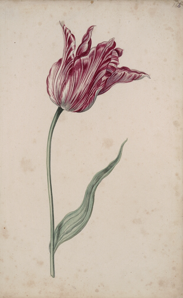 A detailed watercolor of a tulip with burgundy (dark reddish-purple) and white striations