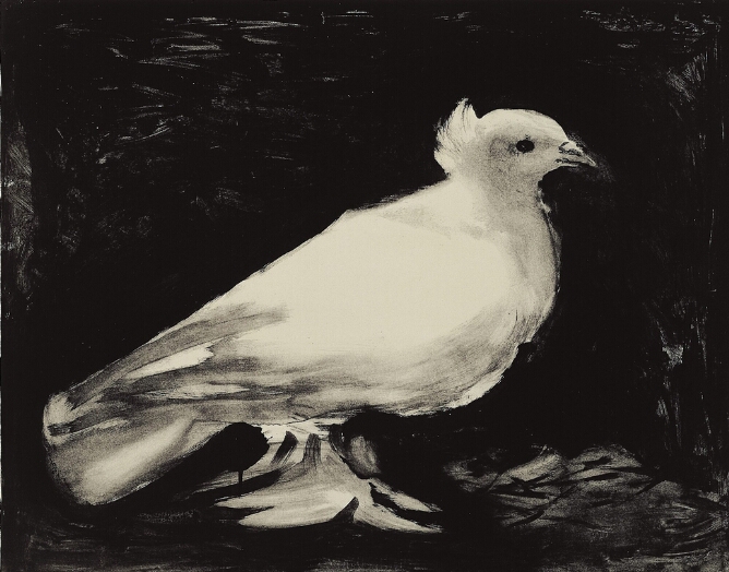 A print of a white dove against a black background, facing the viewer's right