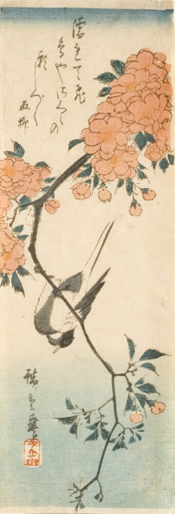A color print of a bird perched upside down on a thin branch of a cherry tree with pink blossoms