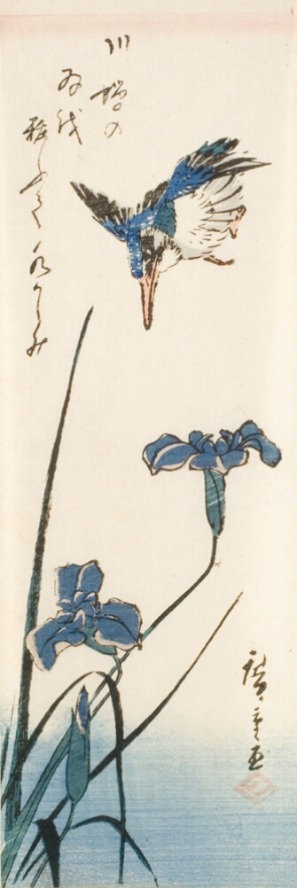 A color print of a bird flying down towards an iris flower with pointy leaves