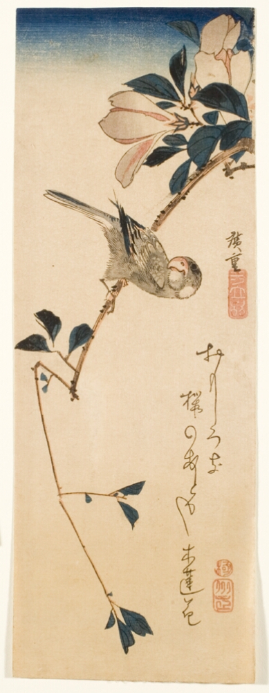 A color print of a bird perched on a thin branch with magnolia blossoms, looking up