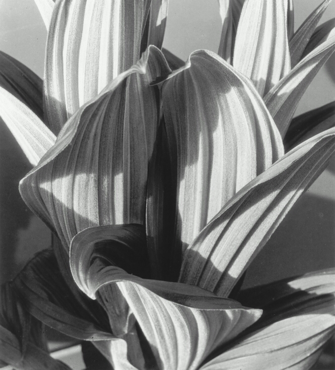 Glacial Lily (False Hellebore)