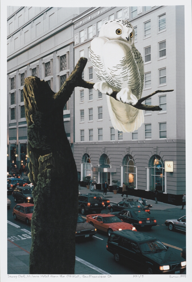 Auduboniana: Snowy Owl, Milano Hotel from the Old Mint, San Francisco, CA