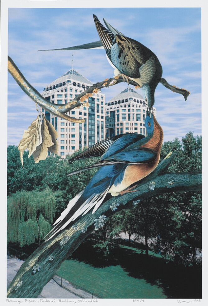 Auduboniana: Passenger Pigeon, Federal Building, Oakland, CA