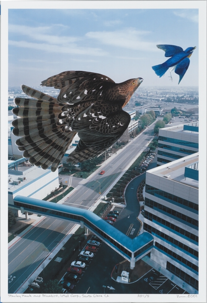 Auduboniana: Stanley Hawk and Bluebird, Intel Corp, Santa Clara, CA