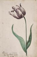 Great Tulip Book: Viceroy - Dutch, 17th century