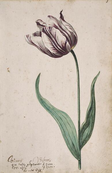 Great Tulip Book: Viceroy