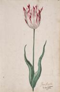 Great Tulip Book: Semper Augustus - Dutch, 17th century