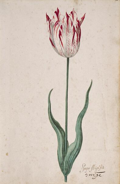Great Tulip Book: Semper Augustus