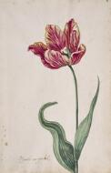 Great Tulip Book: Mervelie Van Qu'aeckel - Dutch, 17th century