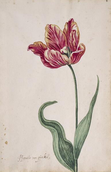 Great Tulip Book: Mervelie Van Qu'aeckel