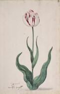 Great Tulip Book: Speramondi - Dutch, 17th century