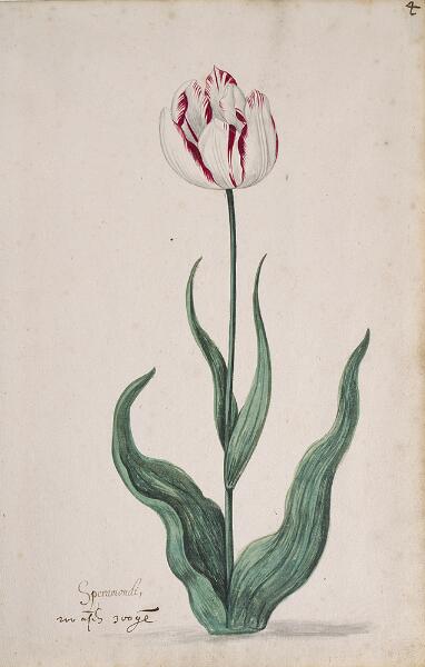 Great Tulip Book: Speramondi
