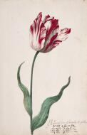 Great Tulip Book: Admirael Der Admiraels de Gouda - Dutch, 17th century