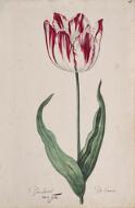 Great Tulip Book: Den Admirael de France - Dutch, 17th century