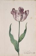 Great Tulip Book: De Saeijblom - Dutch, 17th century