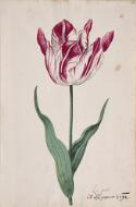 Great Tulip Book: La Grand' - Dutch, 17th century