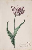 Great Tulip Book: Doctor Batten - Dutch, 17th century