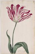 Great Tulip Book: Bucelo - Dutch, 17th century