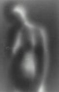 Untitled (Nude Standing) - Sommer, Frederick