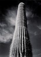Saguaro Cactus, Sunrise, Arizona - Adams, Ansel