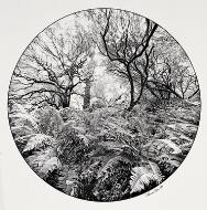 Inverness Ferns - Weir, Thomas Algernon