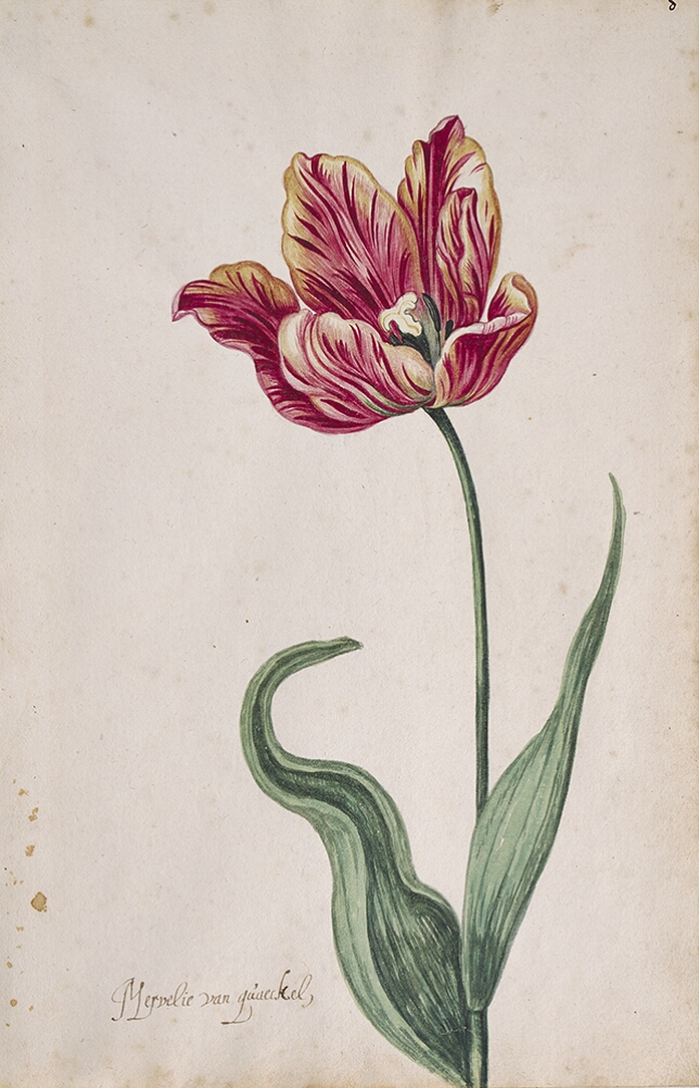 A detailed watercolor of an open tulip with yellow and mostly crimson (dark red) striations. In the lower left corner, an inscription of the tulip variety