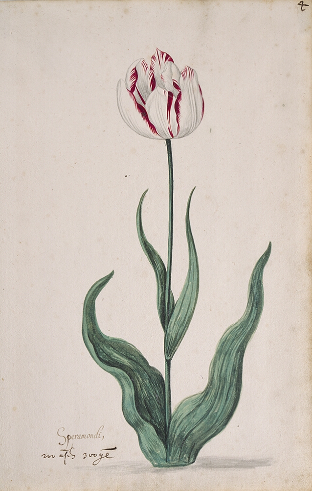 A detailed watercolor of a white tulip with crimson (dark red) edges. In the lower left corner, an inscription of the tulip variety