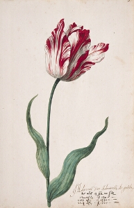 Great Tulip Book: Admirael Der Admiraels de Gouda