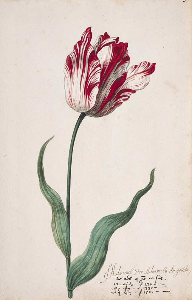 A detailed watercolor of a tulip with white and crimson (dark red) striations. In the lower right corner, an inscription of the tulip variety