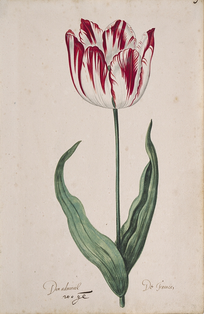A detailed watercolor of a slightly open white tulip with crimson (dark red) striations. At the bottom, an inscription of the tulip variety