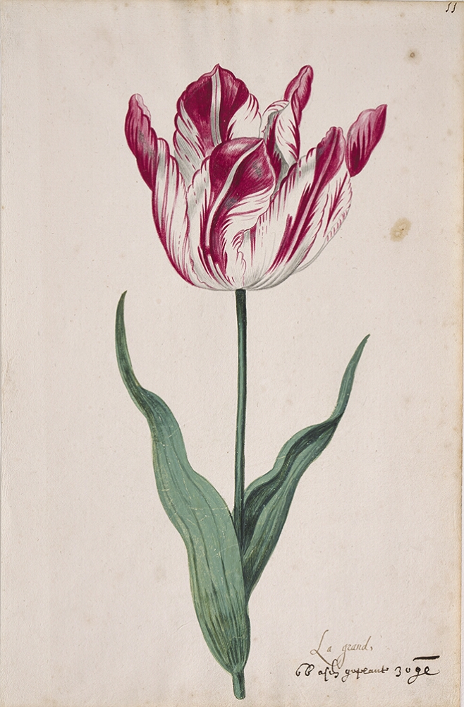 A detailed watercolor of an opening white tulip with crimson (dark red) striations. In the lower right corner, an inscription of the tulip variety