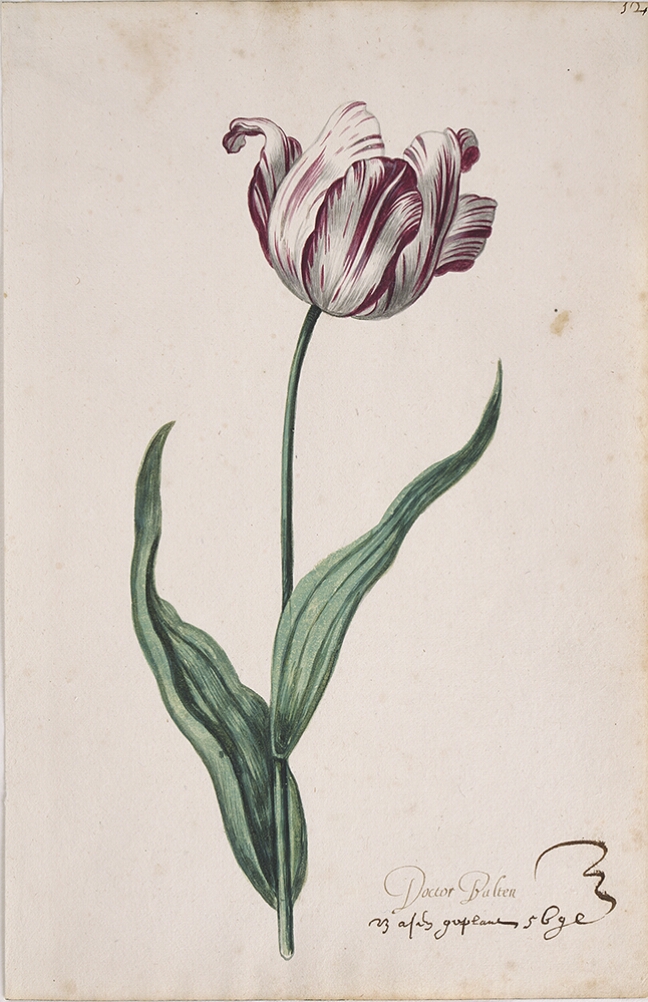 A detailed watercolor of a white tulip with purple striations, with petals beginning to unfurl. In the lower right corner, an inscription of the tulip variety