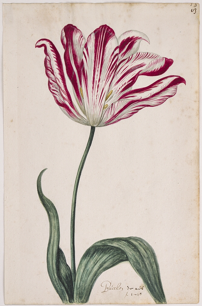 A detailed watercolor of an opening tulip with white and crimson (dark red) striations. At the bottom, an inscription of the tulip variety