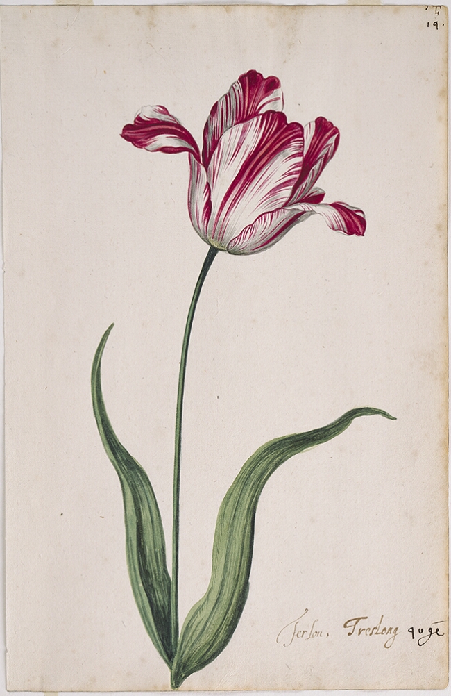 A detailed watercolor of a white tulip with crimson (dark red) striations, with petals unfurling. In the lower right corner, an inscription of the tulip variety