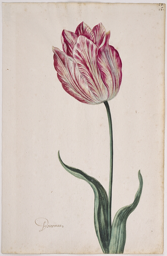 A detailed watercolor of a tulip with yellowish-white and crimson (dark red) striations. In the lower left corner, an inscription of the tulip variety