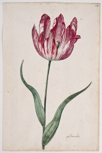 Great Tulip Book: Oudenaerde