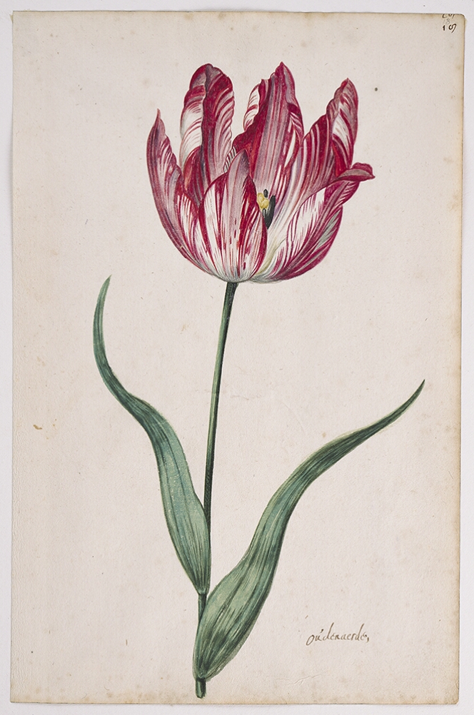 A detailed watercolor of an open tulip with white and crimson (dark red) striations. In the lower right corner, an inscription of the tulip variety