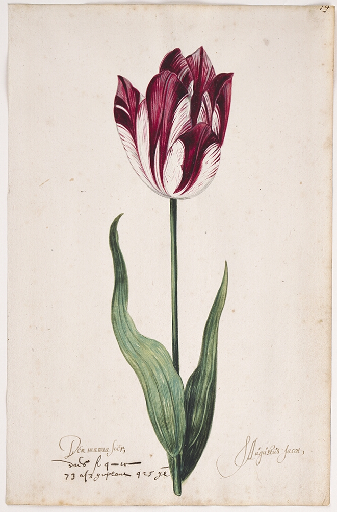 A detailed watercolor of a white tulip with bold burgundy (dark reddish-purple) striations. At the bottom, an inscription of the tulip variety