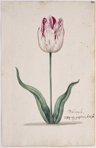 Great Tulip Book: Molswyck