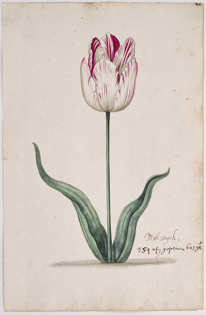 A detailed watercolor of a white tulip with magenta (dark pink) striations. In the lower right corner, an inscription of the tulip variety