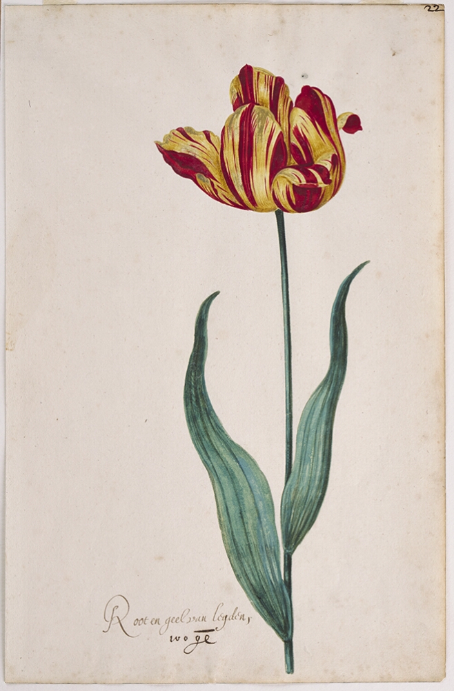 A detailed watercolor of a tulip with crimson (dark red) and yellow striations, with petals unfurling. In the lower left corner, an inscription of the tulip variety